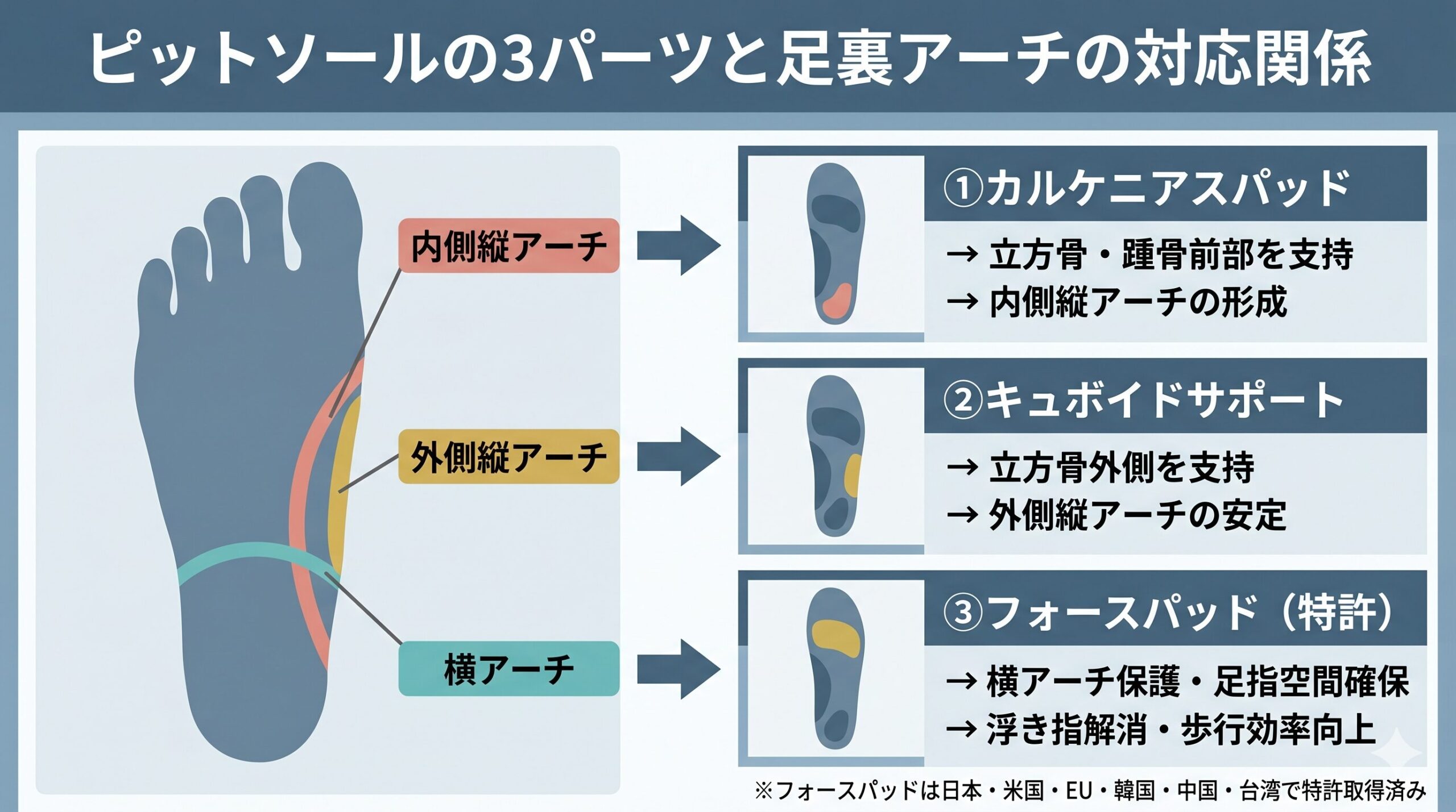 足裏3アーチとピットソール3パーツの対応図